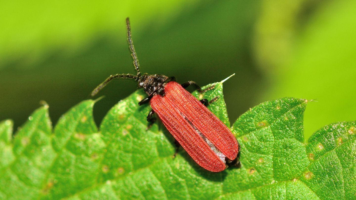 Lycidae? cfr. Pyropterus nigroruber