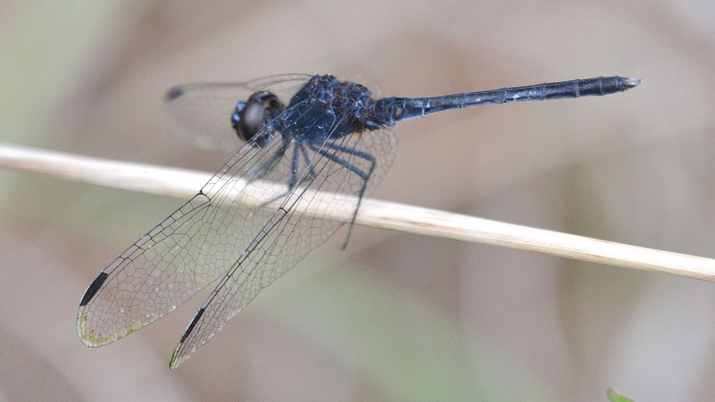 Libellula scura dalla Sardegna: Diplacodes lefebvrii