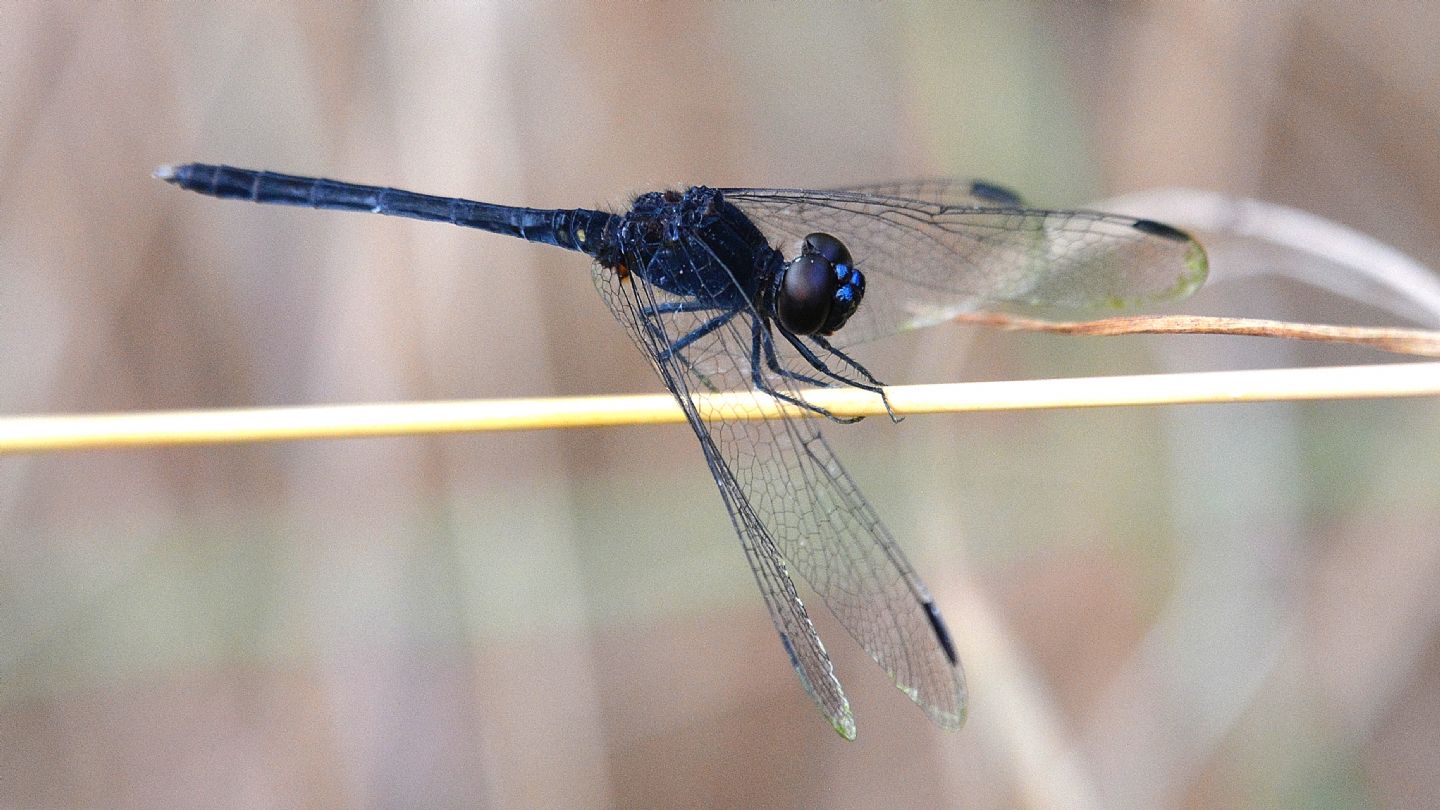 Libellula scura dalla Sardegna: Diplacodes lefebvrii