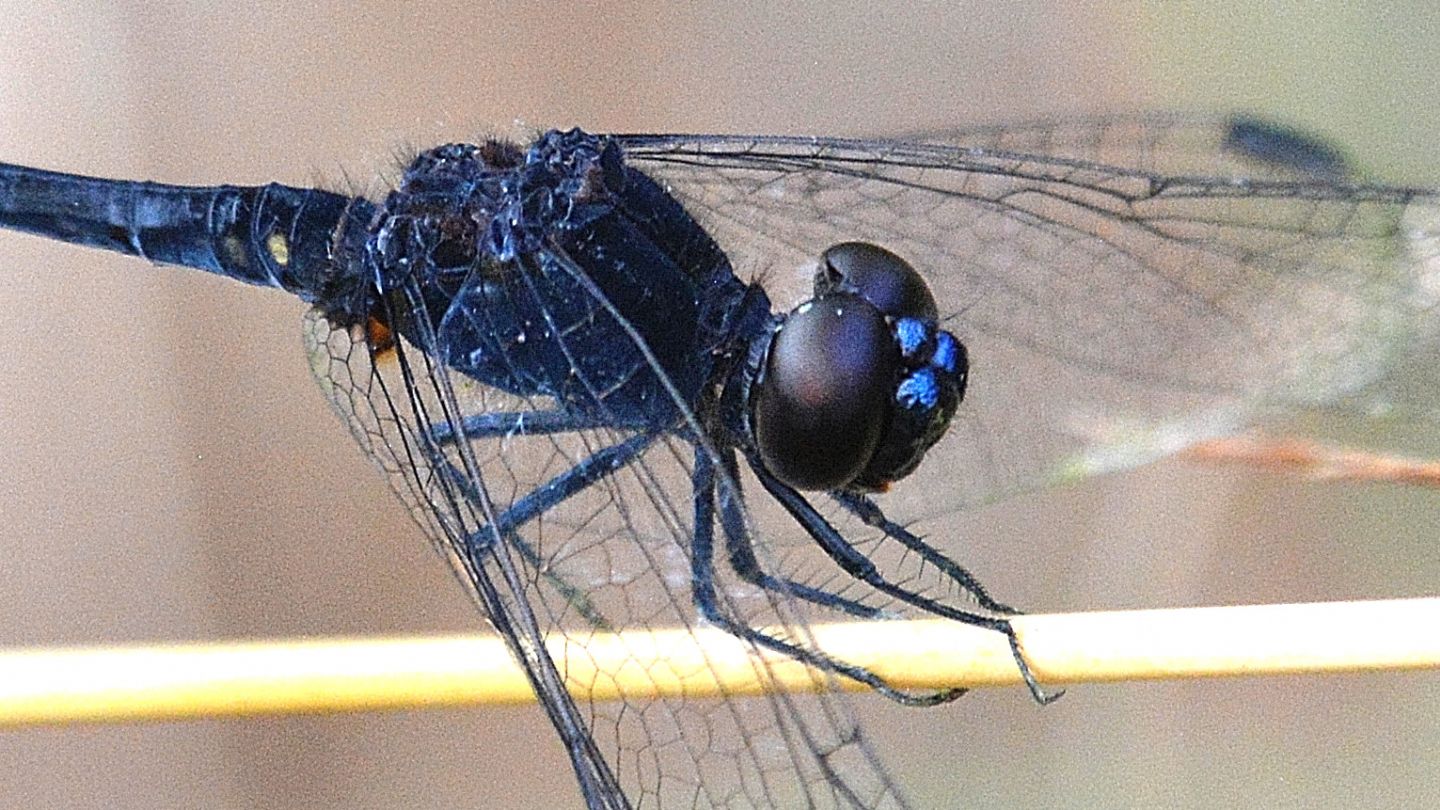 Libellula scura dalla Sardegna: Diplacodes lefebvrii