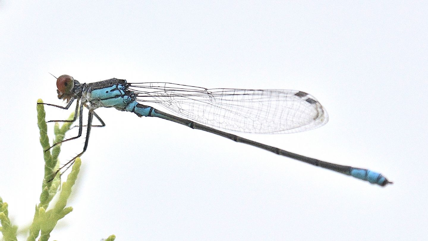 Coenagrion? no, Erythromma viridulum