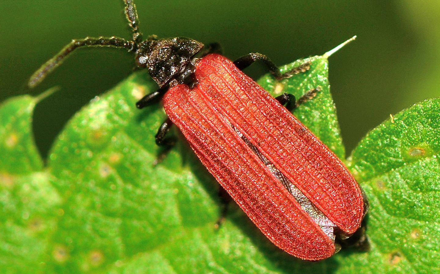 Lycidae? cfr. Pyropterus nigroruber