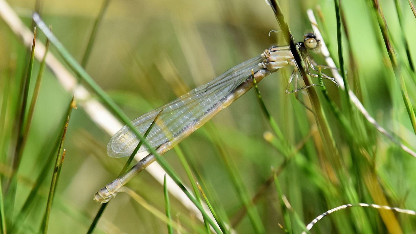 libellula chiara: Enallagma cyathigerum neosfarfallato