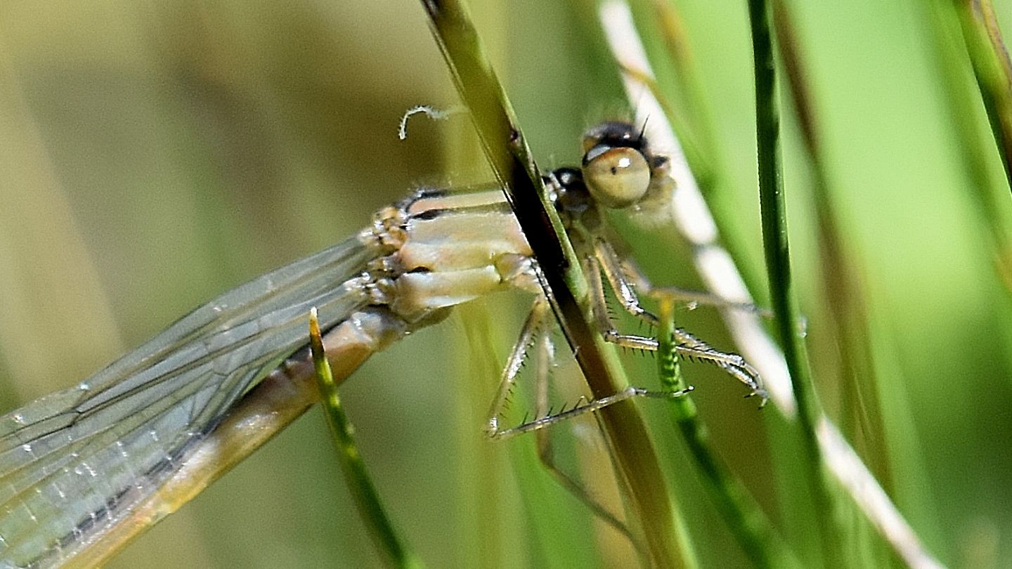 libellula chiara: Enallagma cyathigerum neosfarfallato