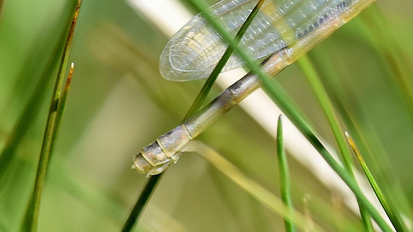 libellula chiara: Enallagma cyathigerum neosfarfallato