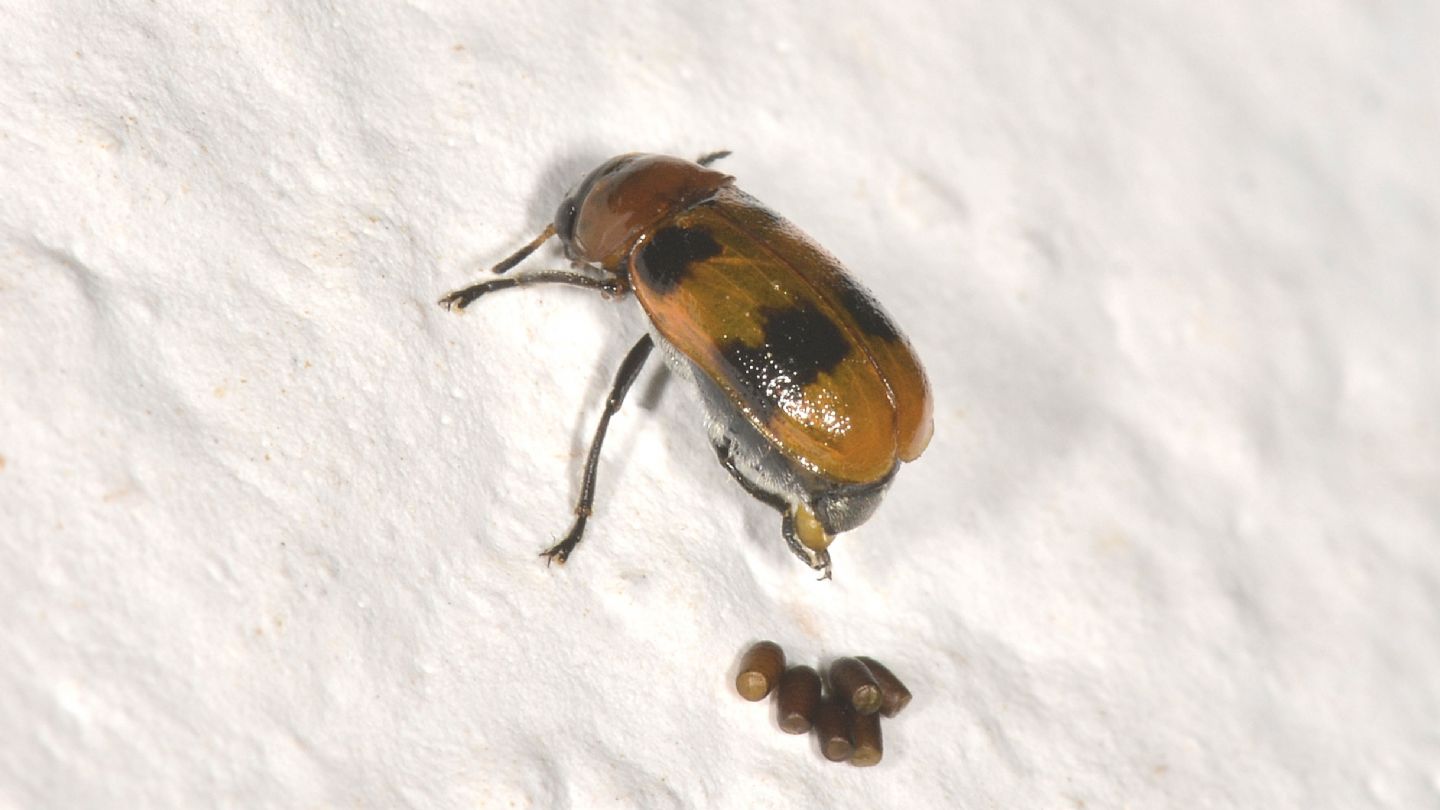 Chrysomelidae: Macrolenes dentipes con uova