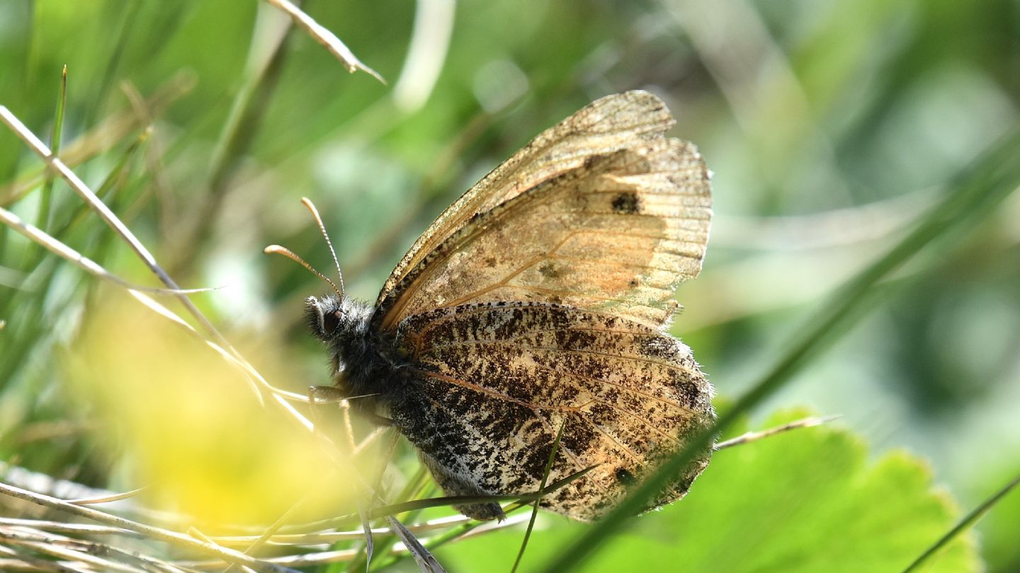 Oeneis glacialis ?