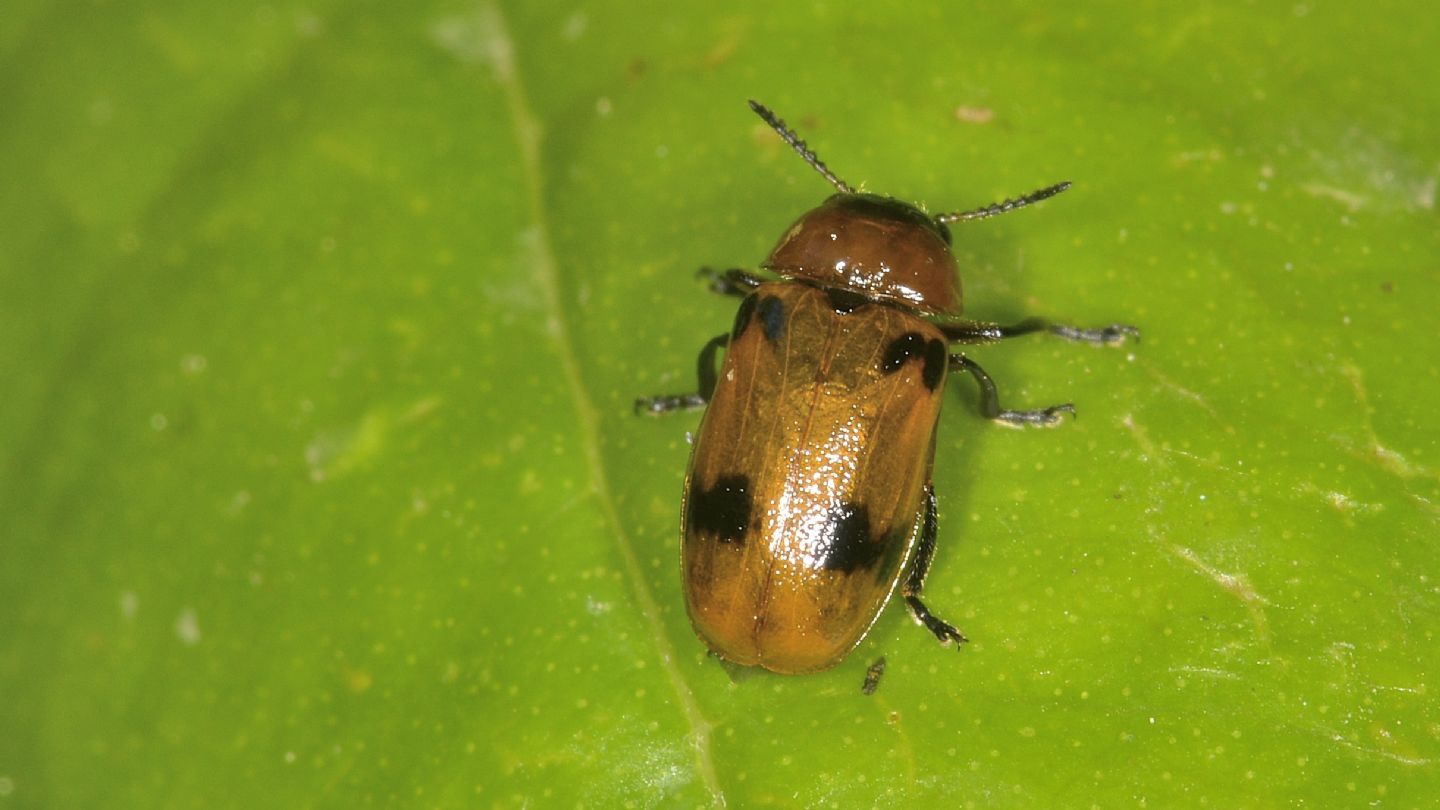 Chrysomelidae: Macrolenes dentipes con uova