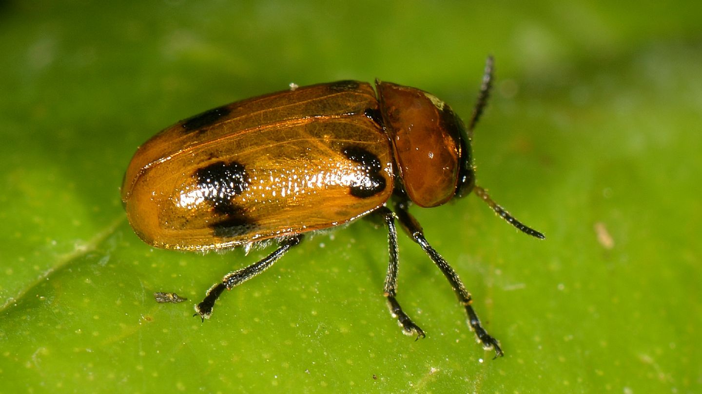 Chrysomelidae: Macrolenes dentipes con uova