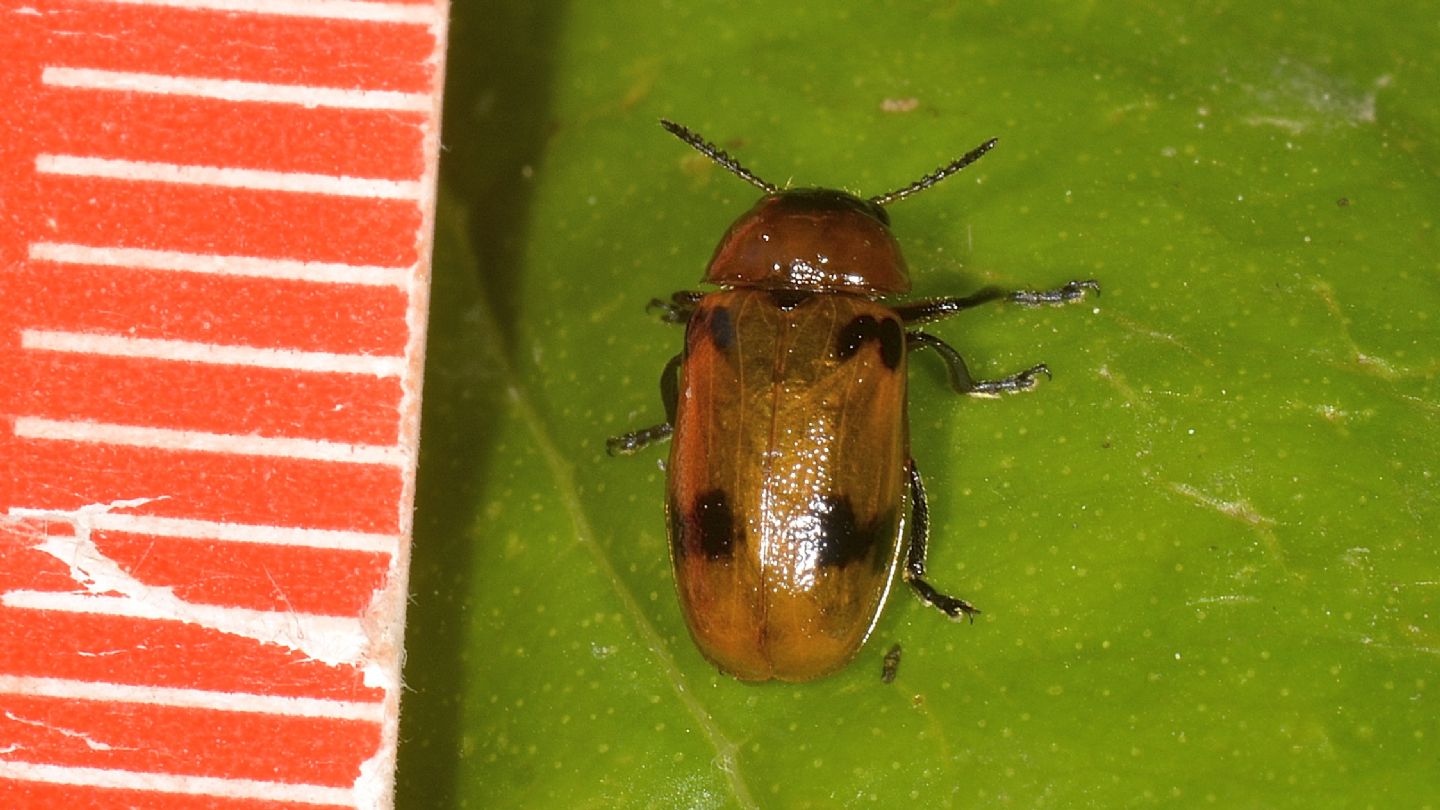 Chrysomelidae: Macrolenes dentipes con uova