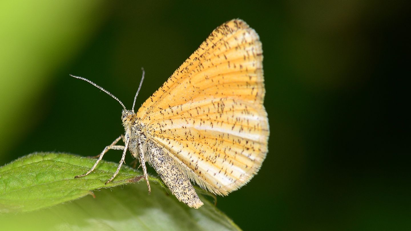 Puntinata: Isturgia limbaria (Geometridae)