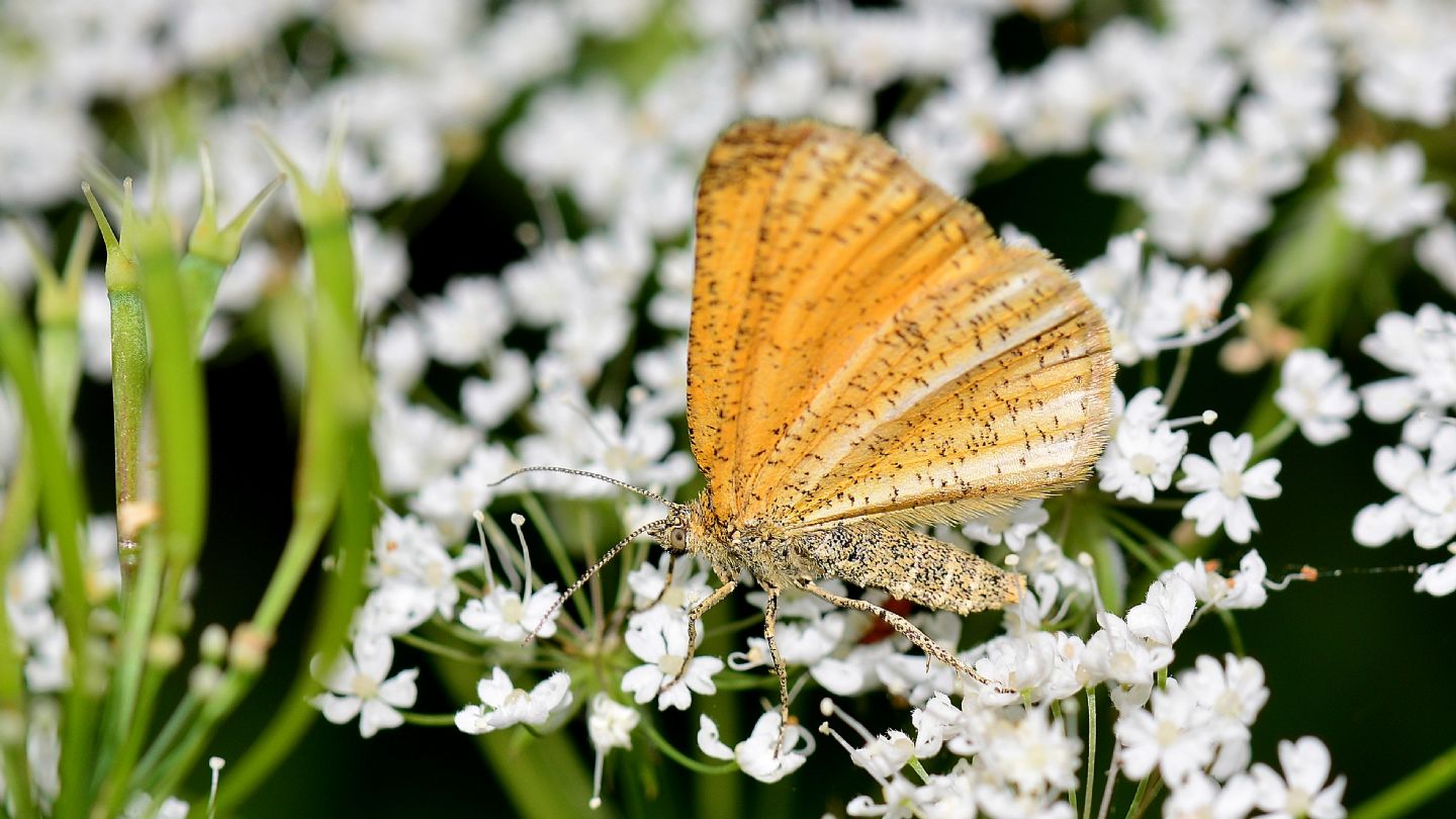 Puntinata: Isturgia limbaria (Geometridae)