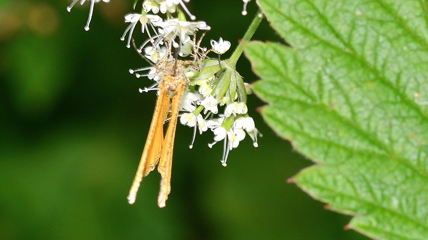 Puntinata: Isturgia limbaria (Geometridae)