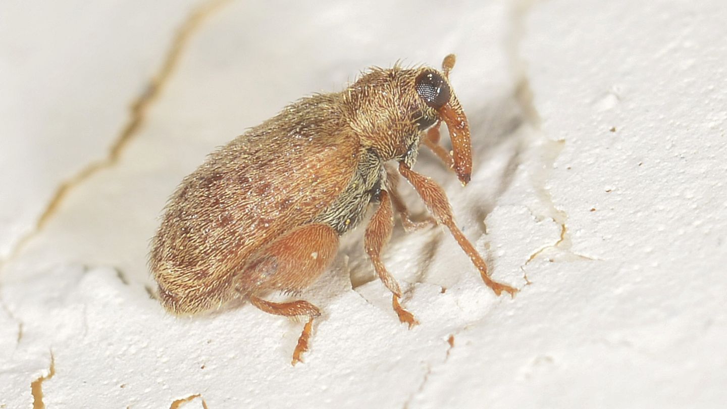 piccolo Curculionidae:  Orchestes quercus da confermare