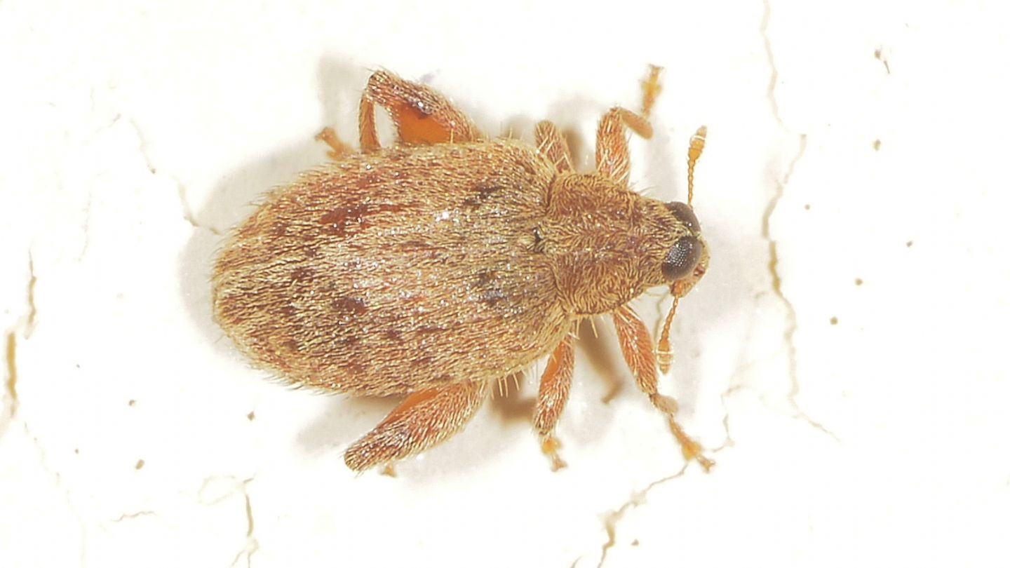 piccolo Curculionidae:  Orchestes quercus da confermare