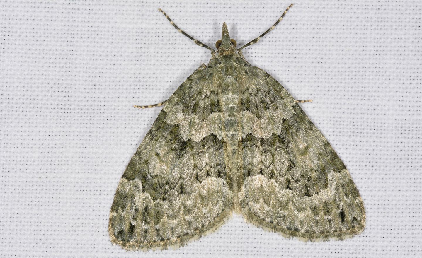 Chloroclysta cfr. siterata (Geometridae)