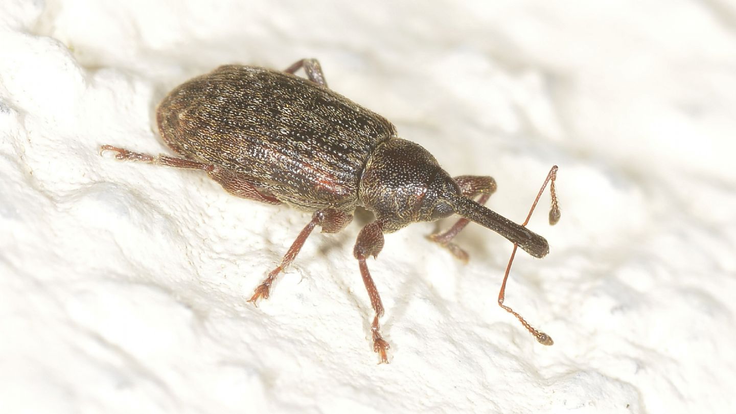 Curculionidae: Dorytomus sp.