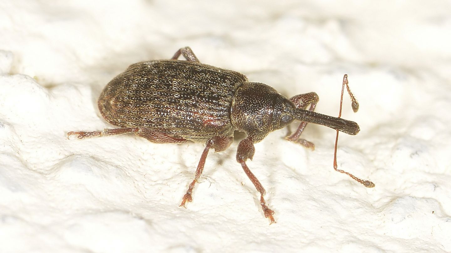 Curculionidae: Dorytomus sp.