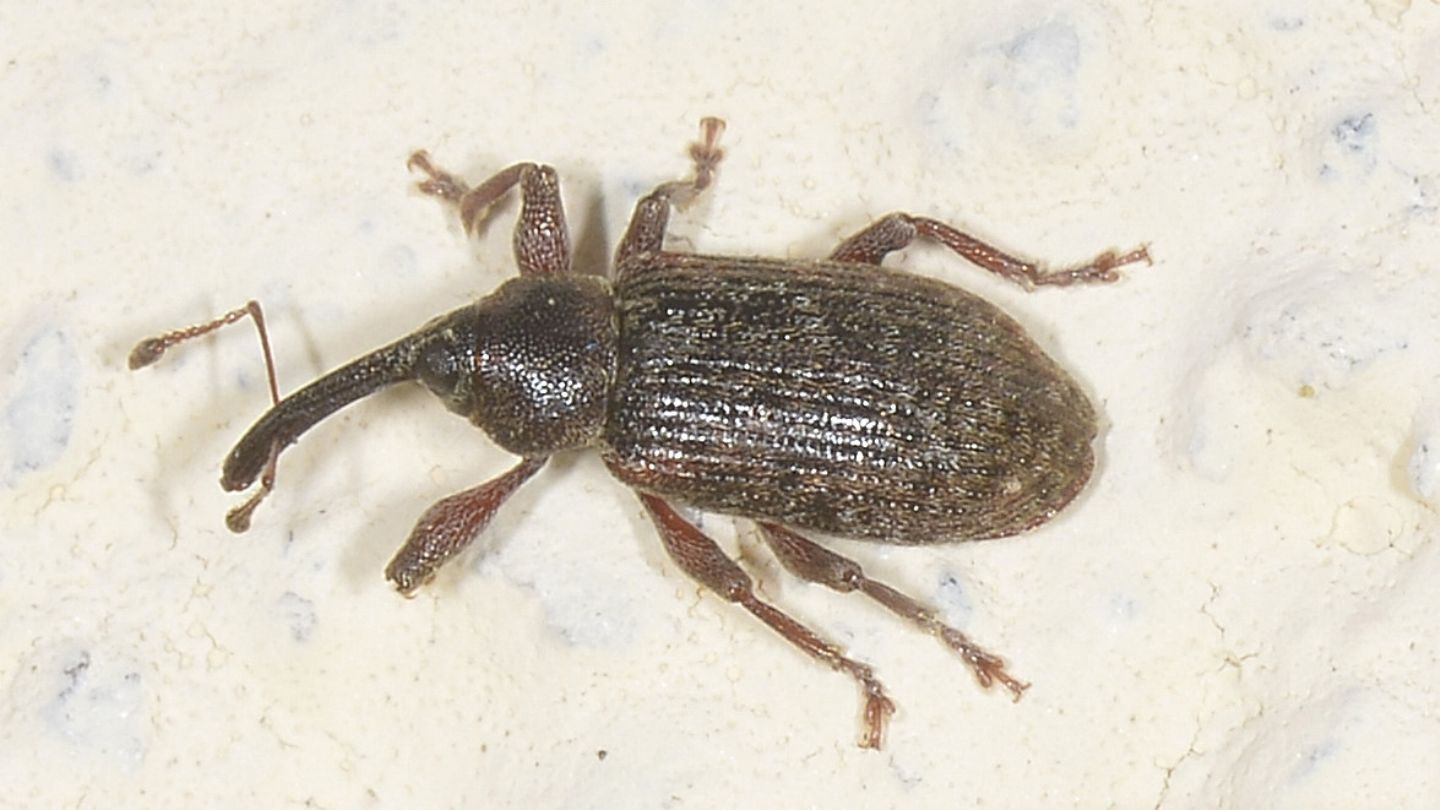 Curculionidae: Dorytomus sp.