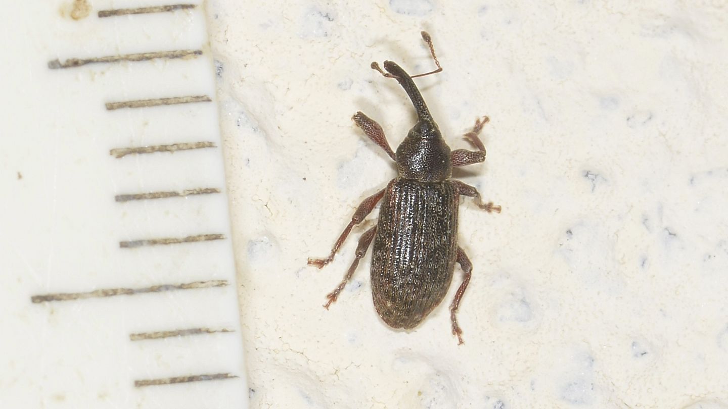 Curculionidae: Dorytomus sp.