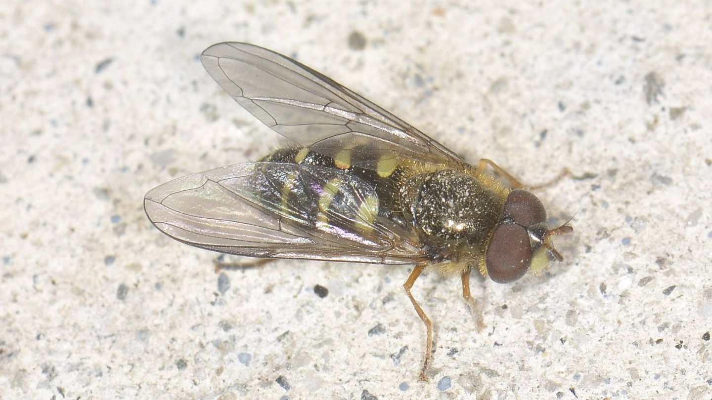 Syrphidae: Dasysyrphus sp., maschio