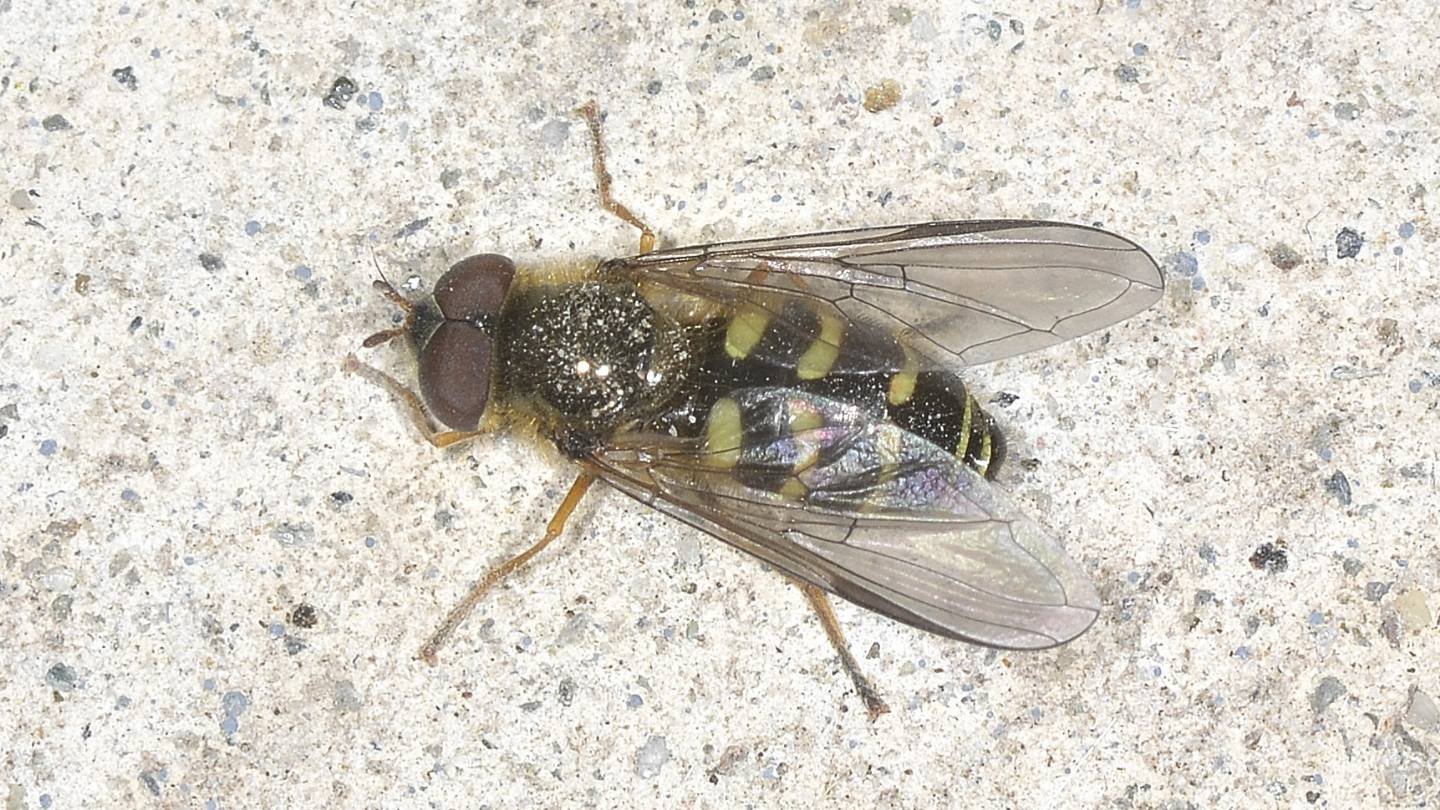 Syrphidae: Dasysyrphus sp., maschio