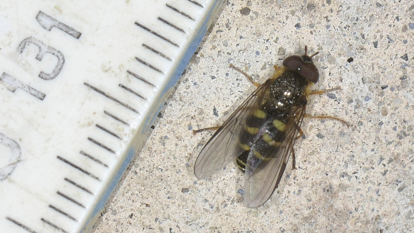 Syrphidae: Dasysyrphus sp., maschio