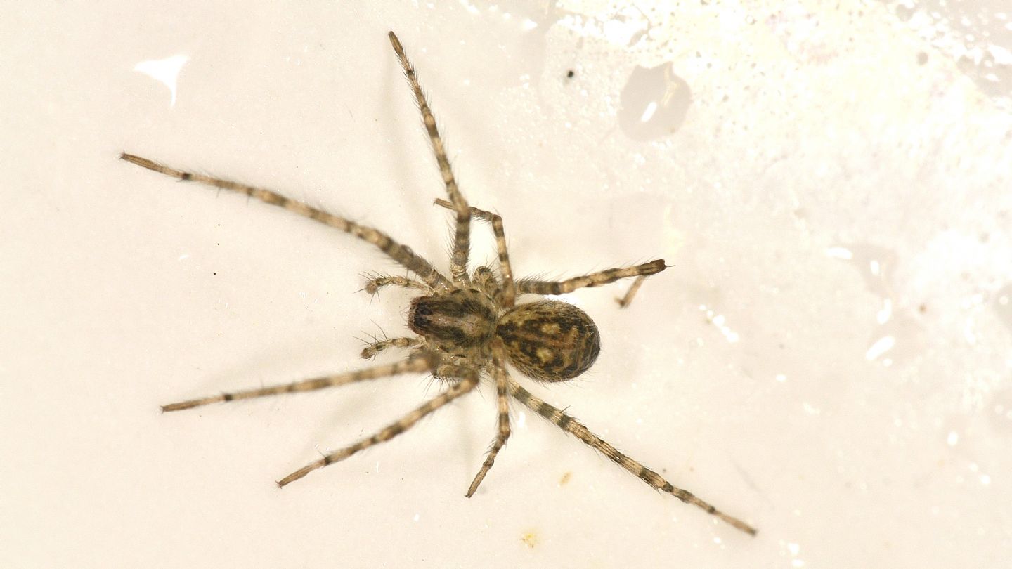 Nel lavello: Tegenaria (Agelenidae), giovane