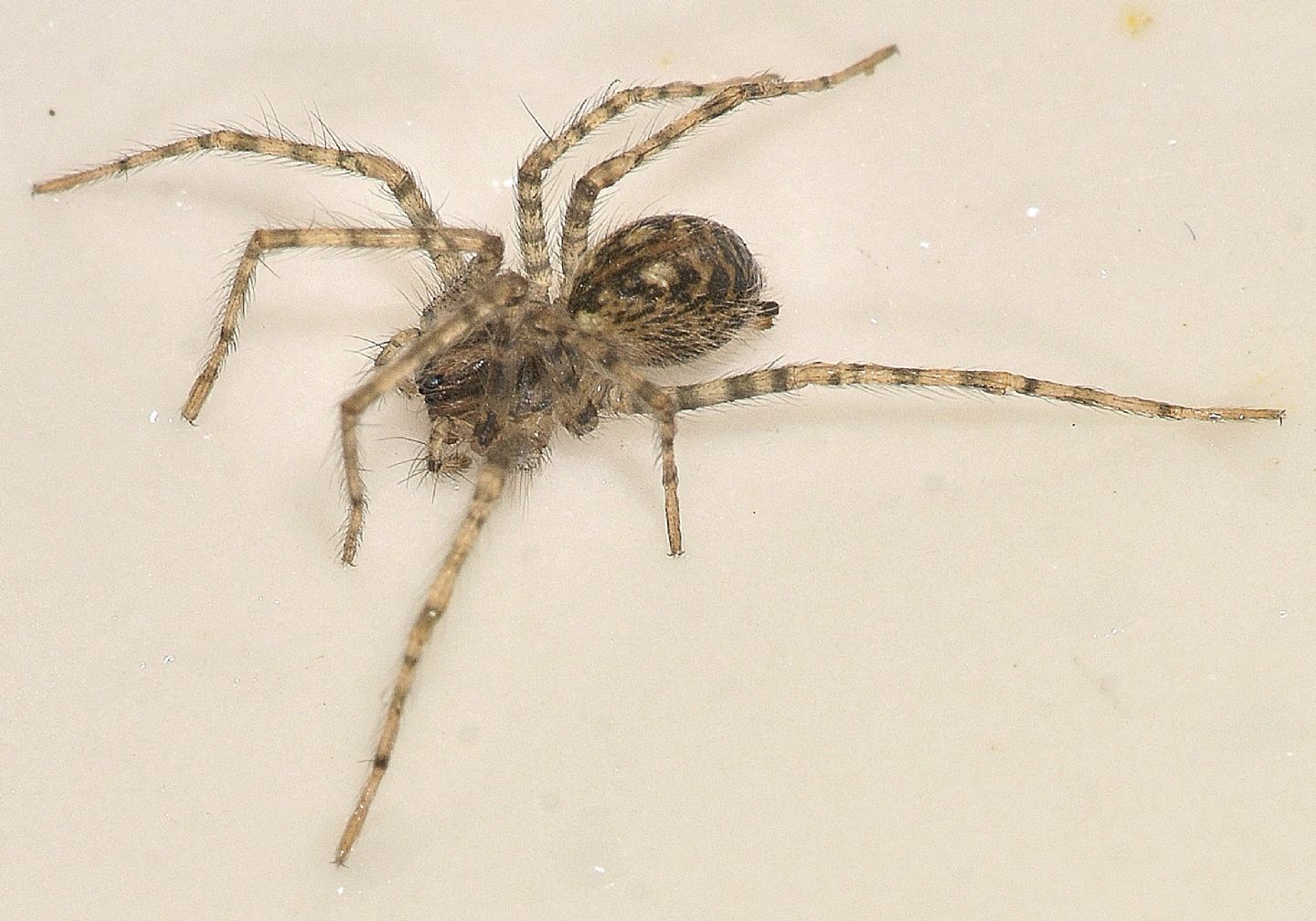 Nel lavello: Tegenaria (Agelenidae), giovane