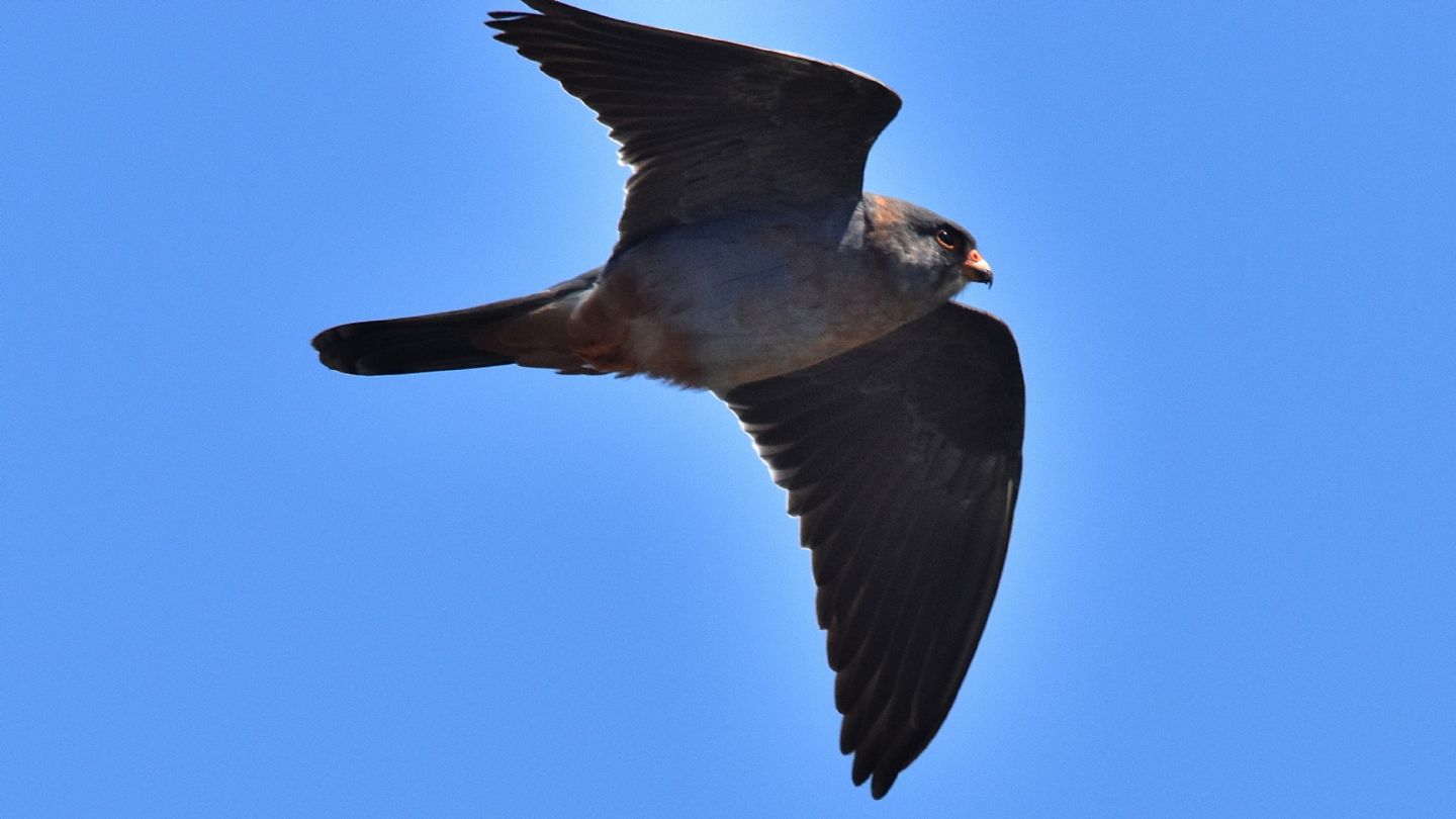 Falco cuculo (Falco vespertinus), maschio