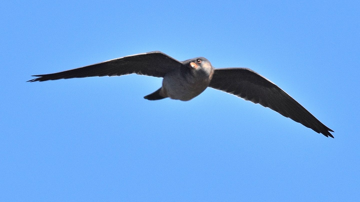 Falco cuculo (Falco vespertinus), maschio