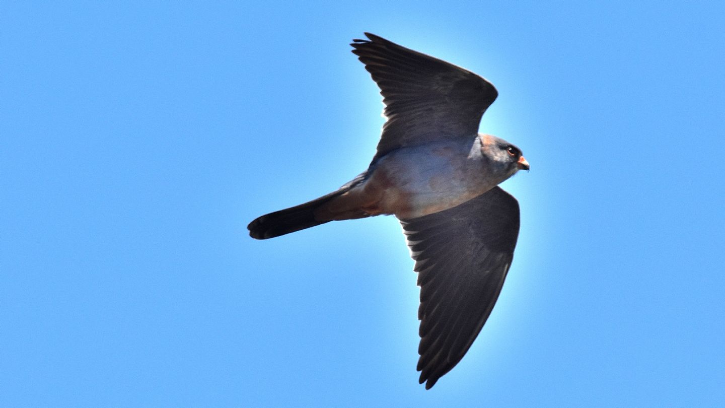 Falco cuculo (Falco vespertinus), maschio