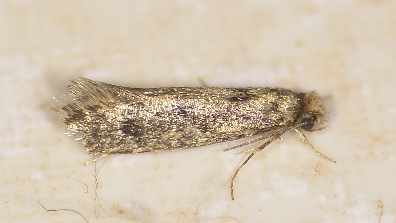 Tineidae ?  S, Niditinea striolella