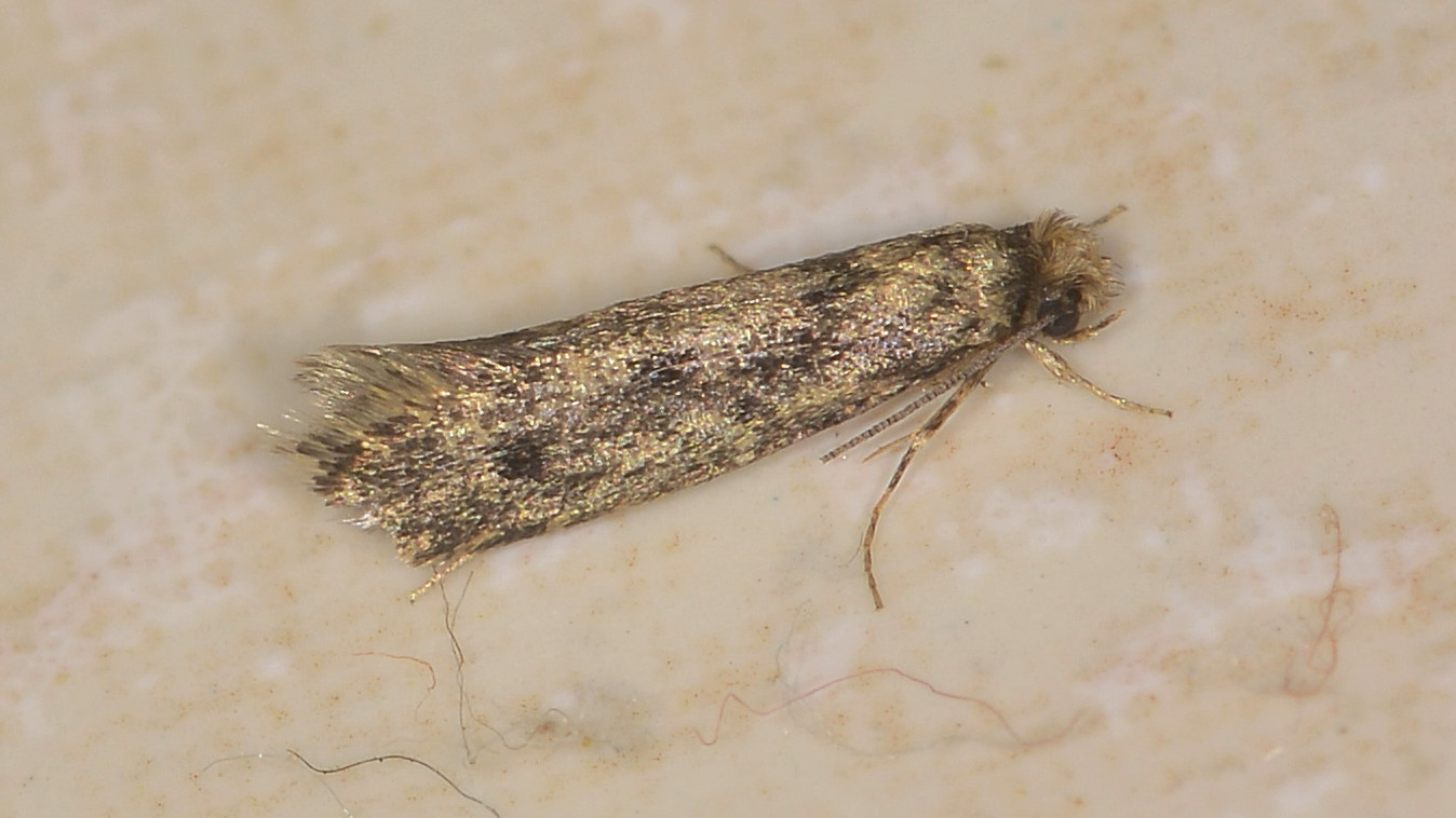 Tineidae ?  S, Niditinea striolella