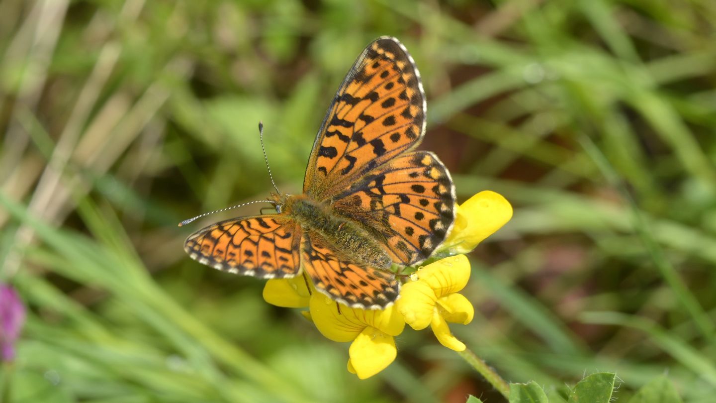 Nymphalidae: Boloria euphrosyne