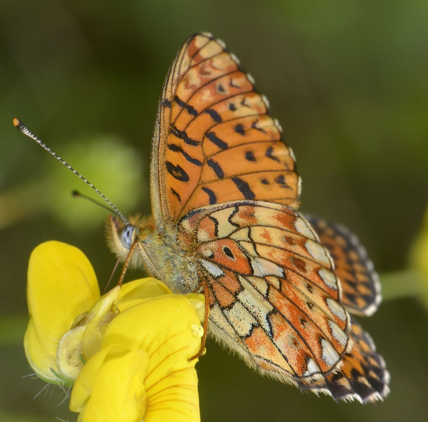 Nymphalidae: Boloria euphrosyne