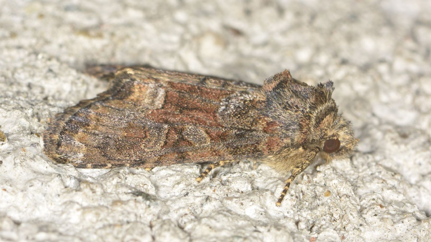 Oligia dubia  (Noctuidae) da confermare