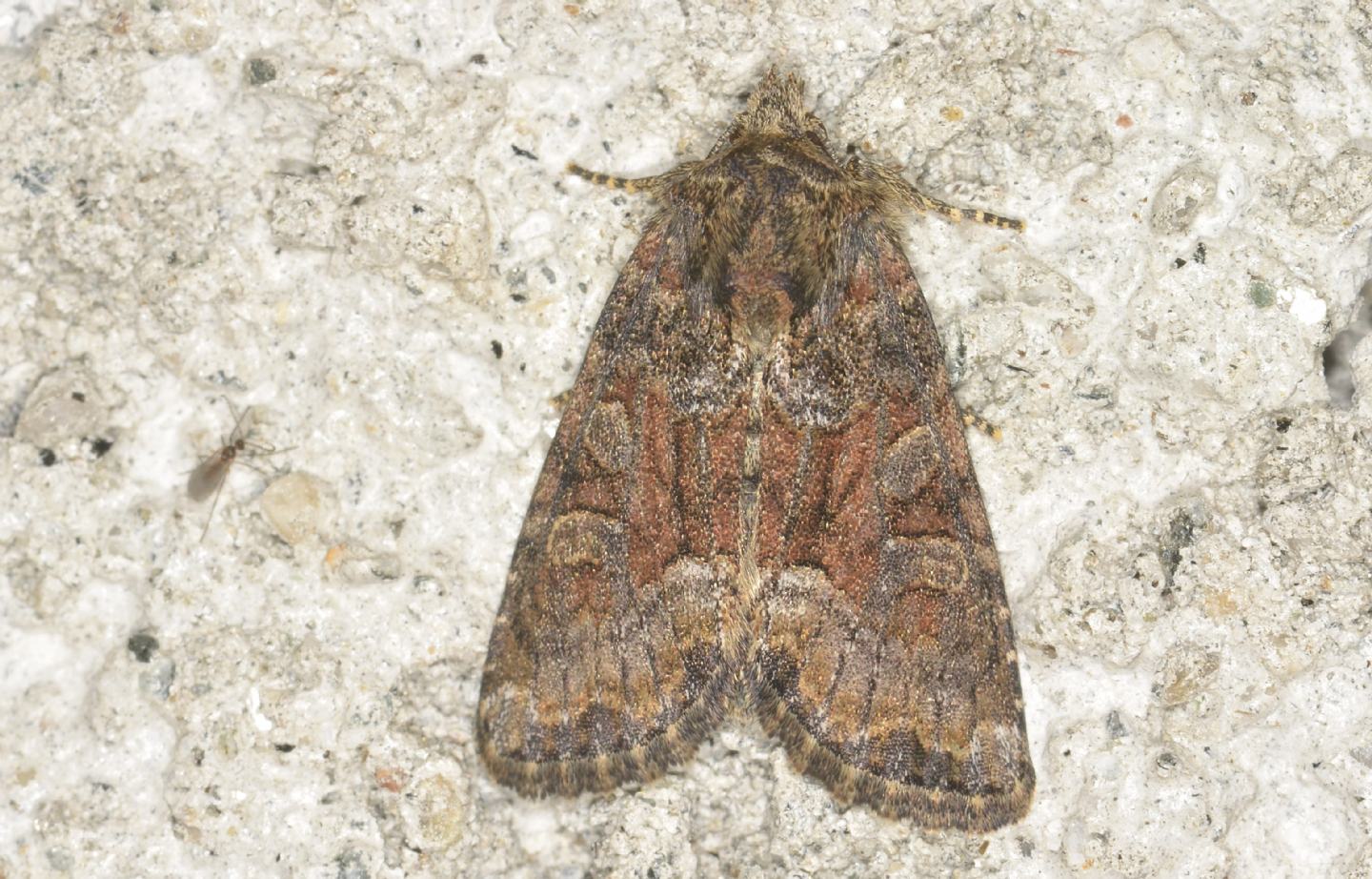 Oligia dubia  (Noctuidae) da confermare