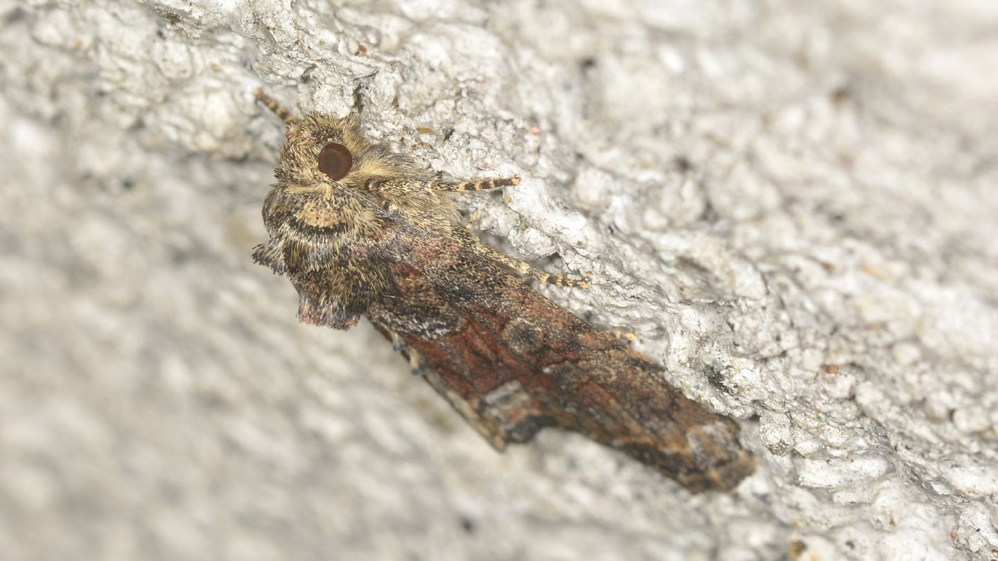 Oligia dubia  (Noctuidae) da confermare