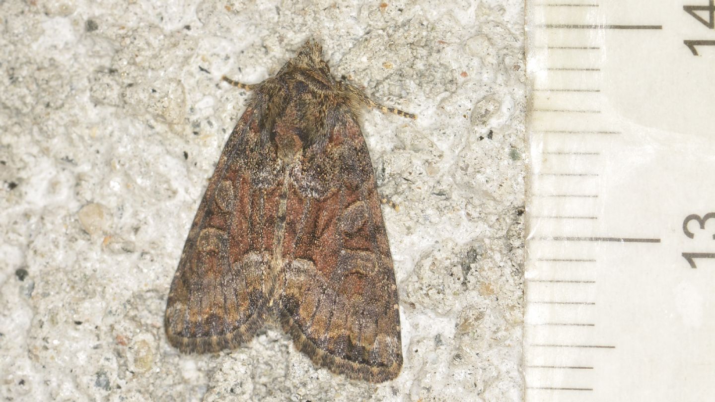 Oligia dubia  (Noctuidae) da confermare