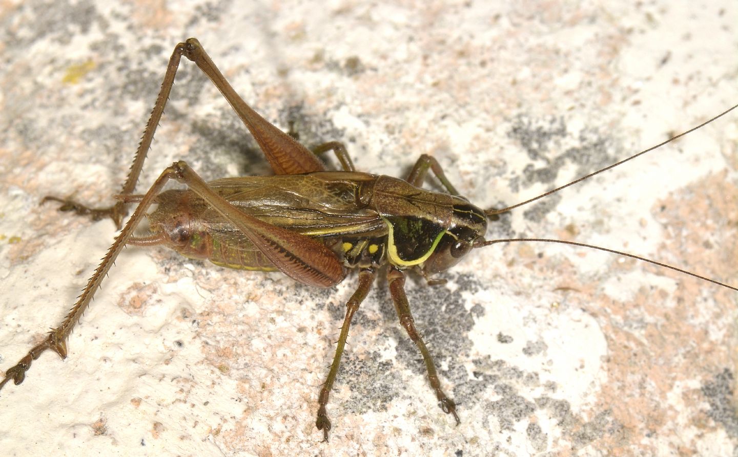 Tettigoniidae: Roeseliana minor