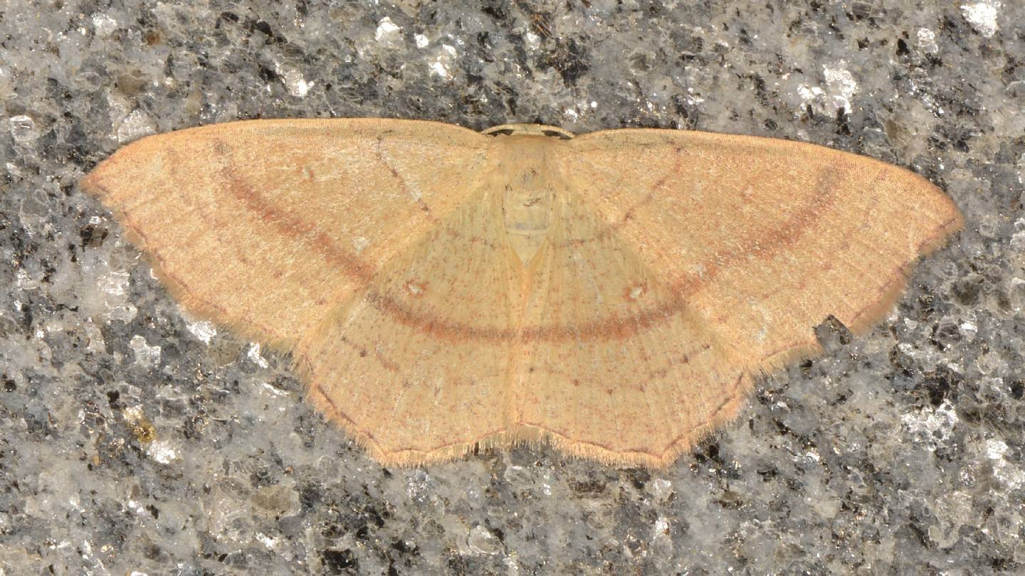 Cyclophora ?