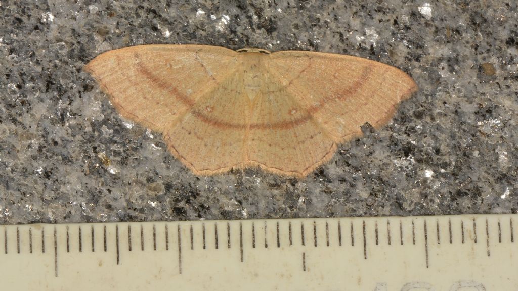 Cyclophora ?