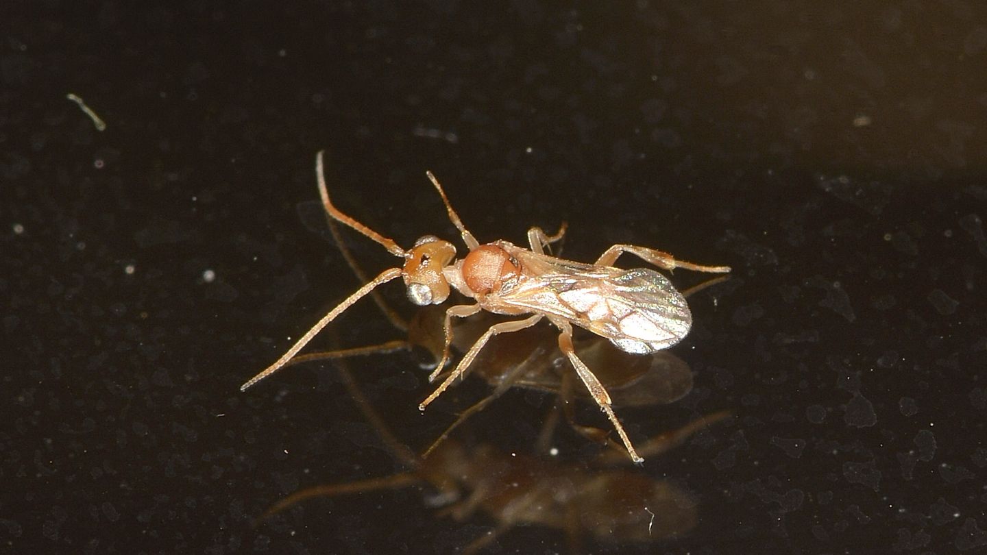 Cynipidae ?