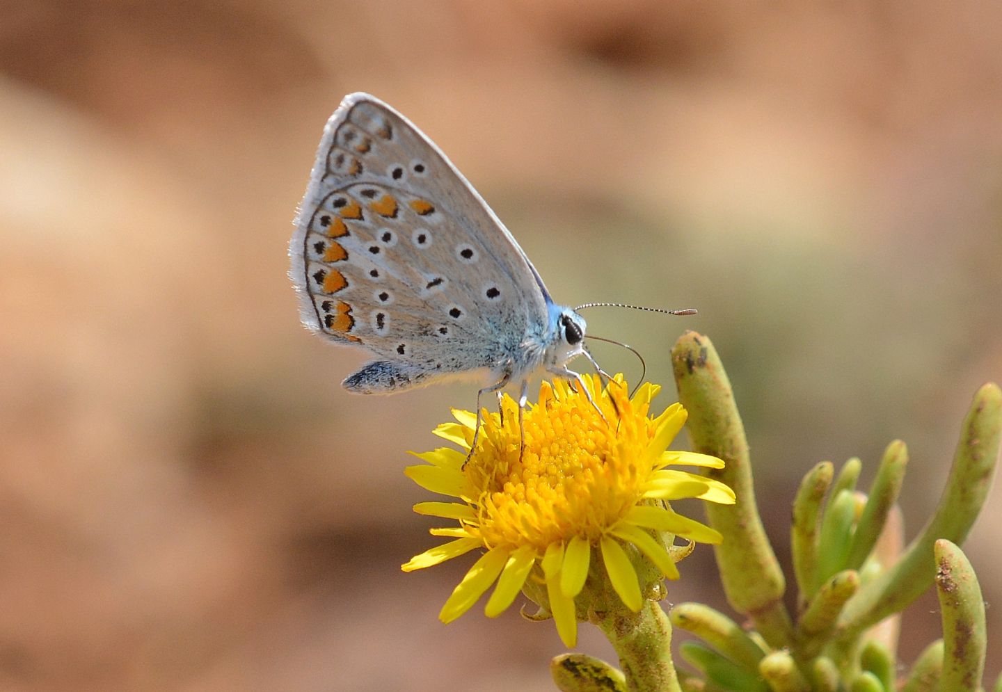 Lycaenidae: Polyommatus cfr icarus/thersites