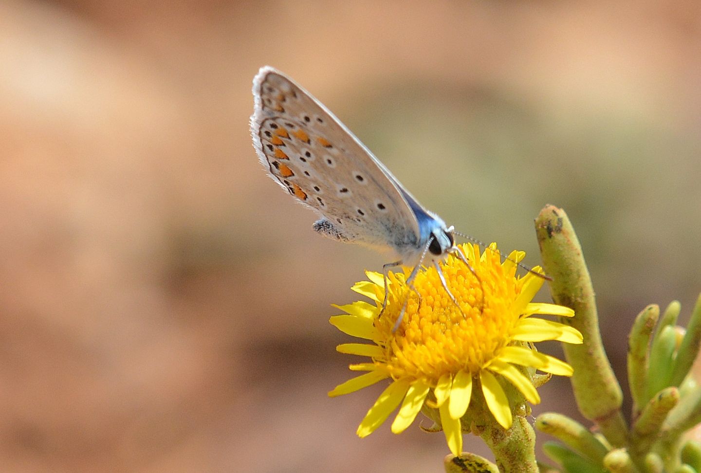 Lycaenidae: Polyommatus cfr icarus/thersites