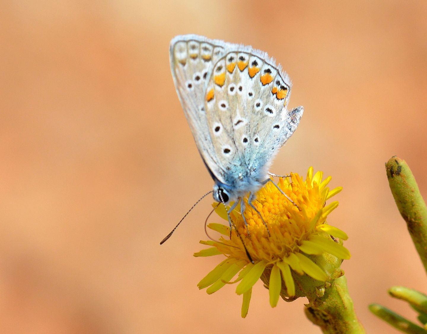 Lycaenidae: Polyommatus cfr icarus/thersites