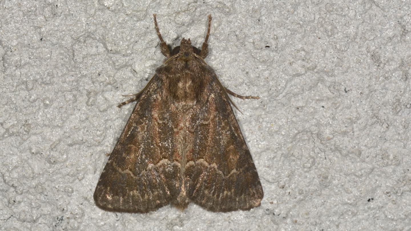 Noctuidae da id: Thalpophila matura