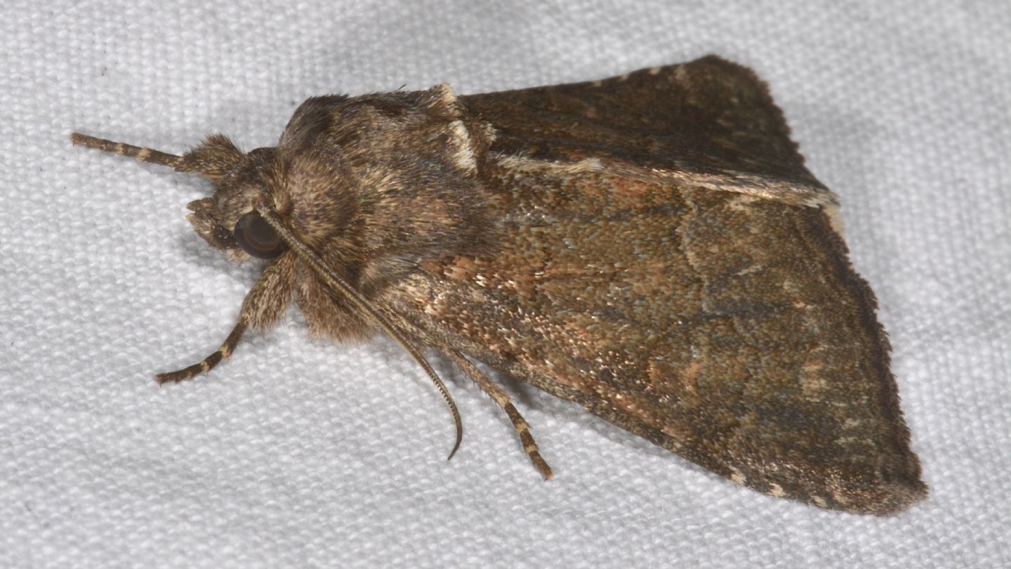 Noctuidae da id: Thalpophila matura