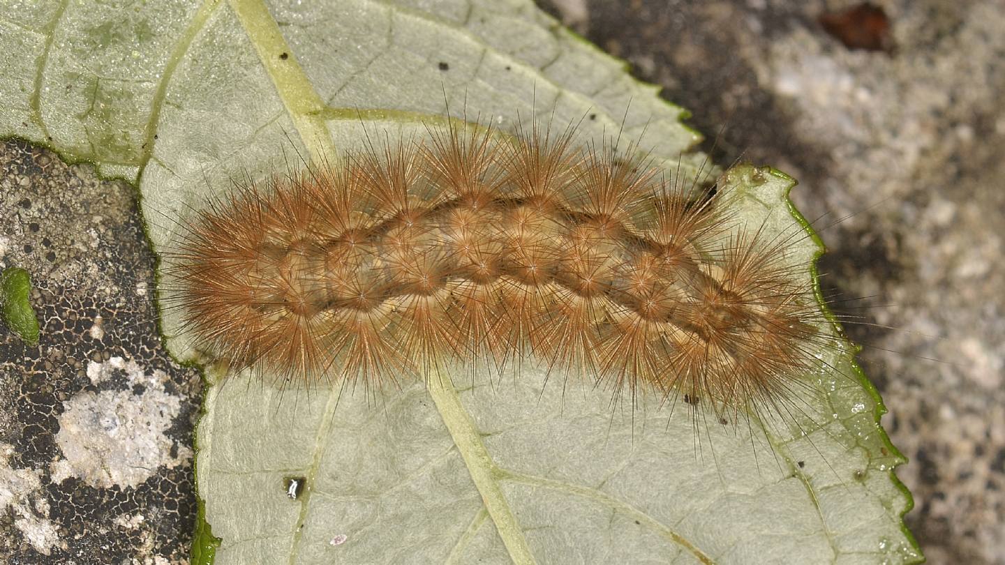 Larva di ?